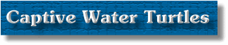 Captive Water Turtles