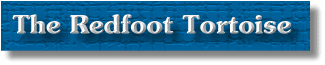 The Redfoot Tortoise